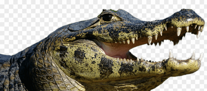 Open Mouth American Alligator Ocelot Amazon Rainforest Spectacled Caiman Nile Crocodile PNG