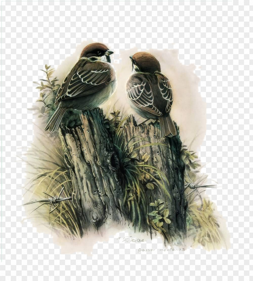 Sparrow Dialogue Picture Material Bird Watercolor Painting Decoupage Chinese PNG
