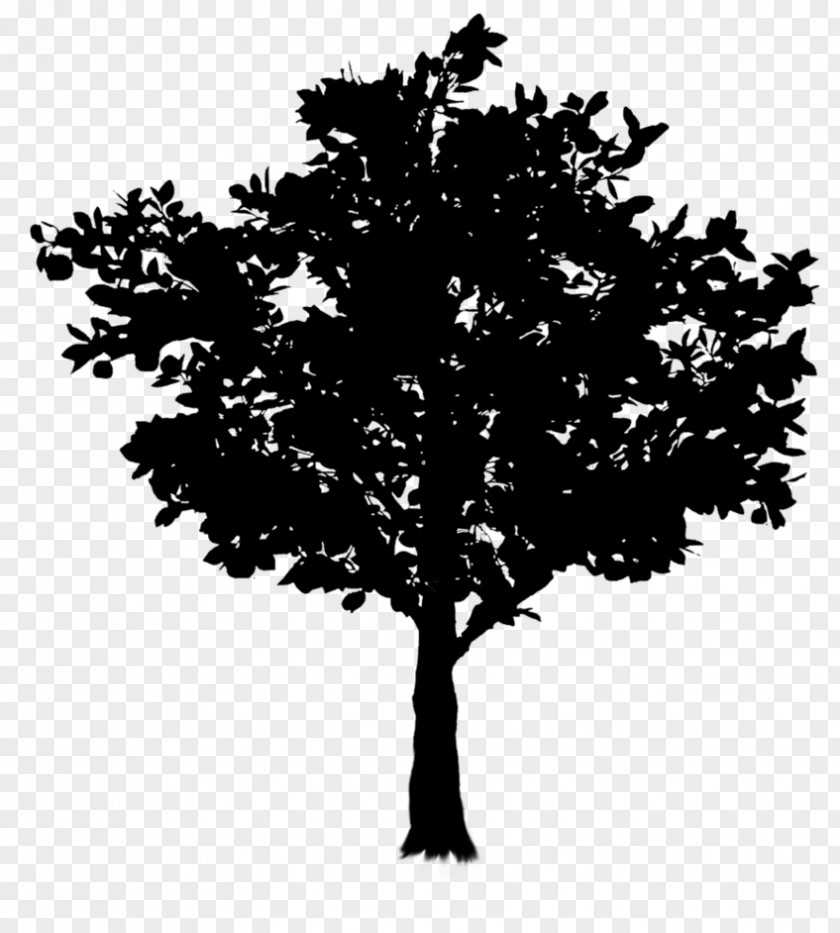 Twig Tree Oak Image Branch PNG