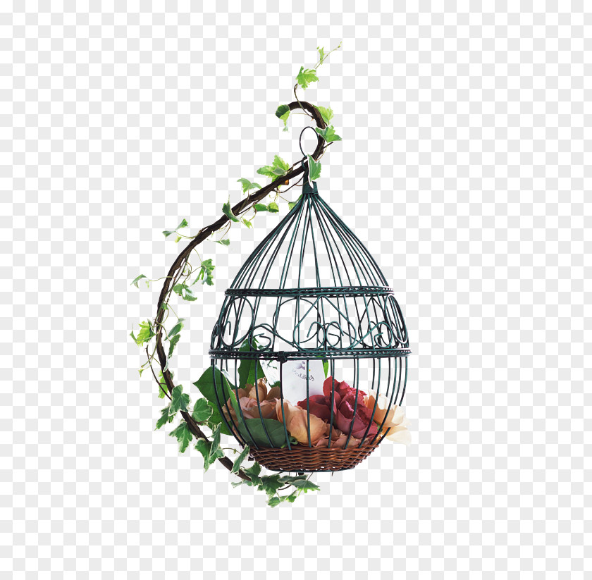 Vintage Birdcage Fresh Parrot Cockatiel Budgerigar PNG