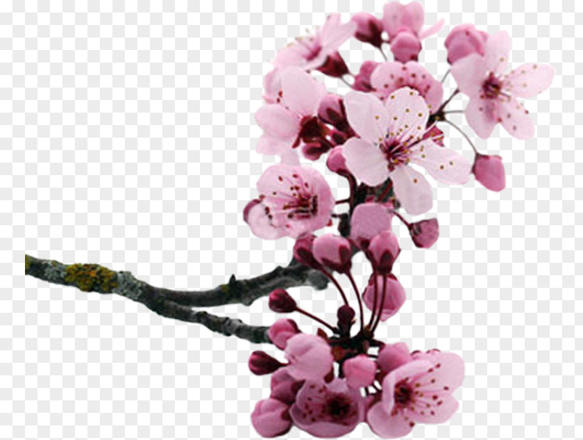 Flower Cut Flowers Cherry Blossom Cerasus Petal PNG