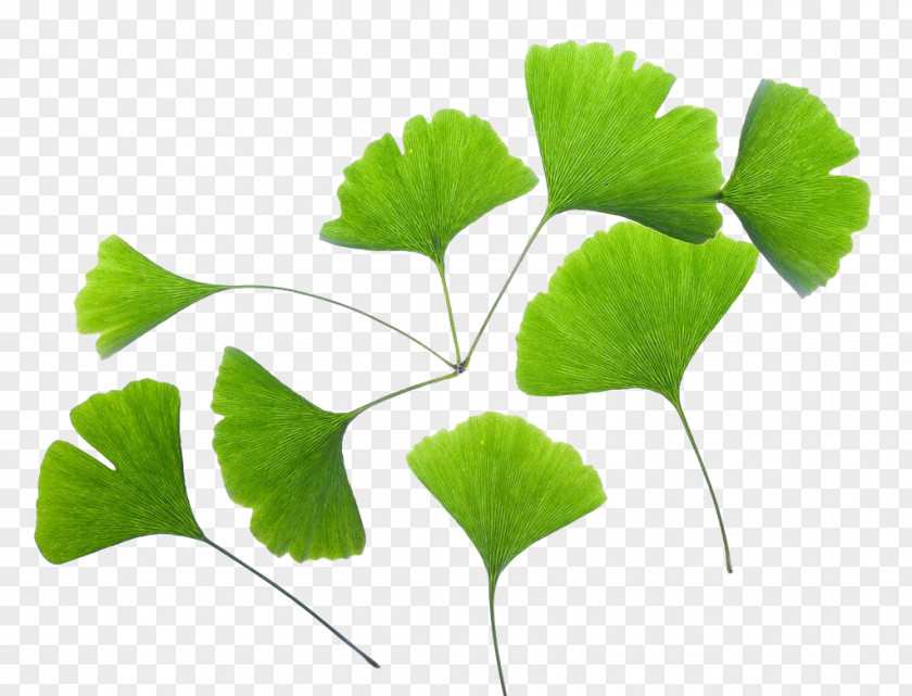 Leaf Ginkgo Biloba Extract Plant PNG