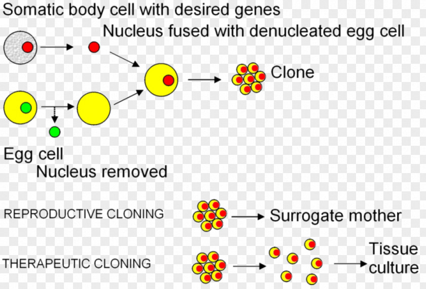 Somatic Cell Nuclear Transfer Cloning Embryonic Stem PNG