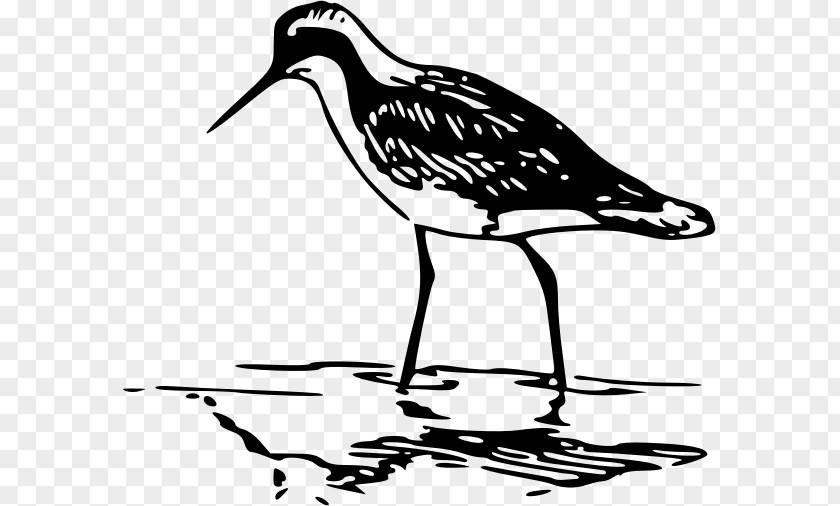 Water Bird Phalaropes Line Art Clip PNG