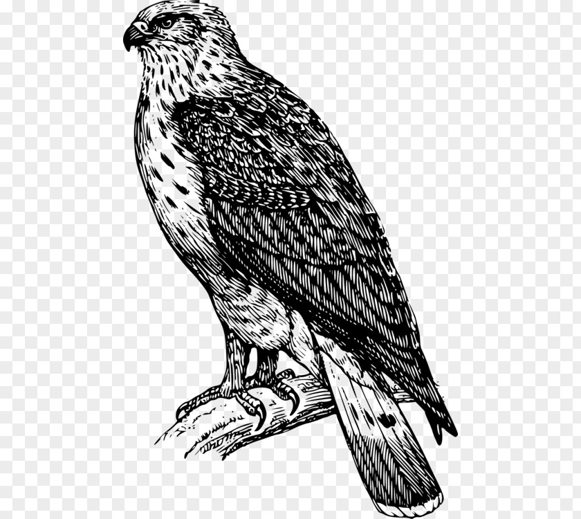 Wing Harrier Bird Line Drawing PNG