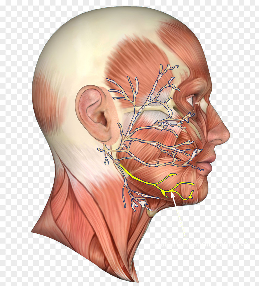 Nerve Jaw Facial Chin Muscle PNG