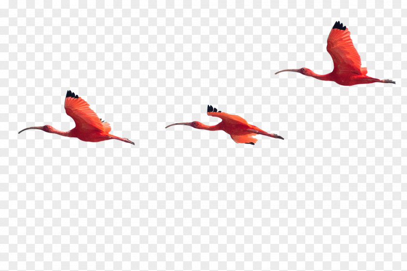Beak Water Bird Ibis Fauna PNG