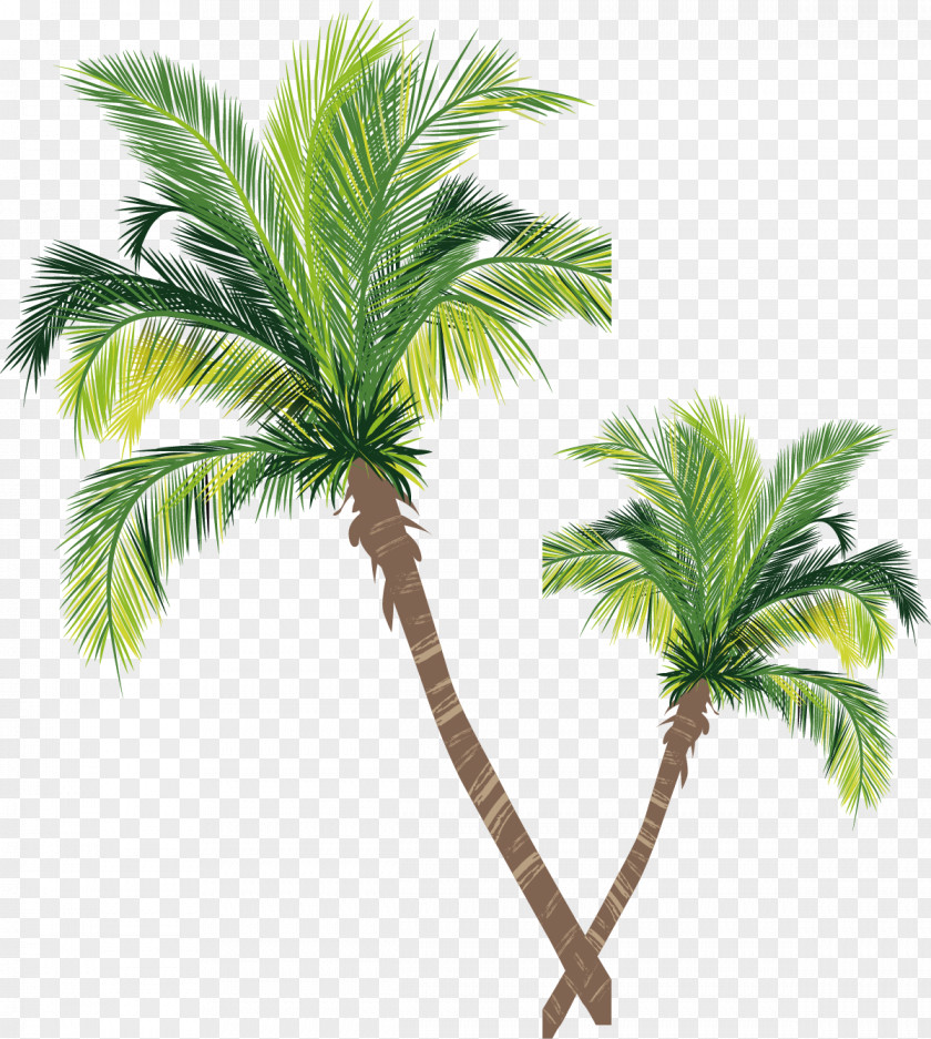 Coconut Tree Vector Material Asian Palmyra Palm Euclidean PNG