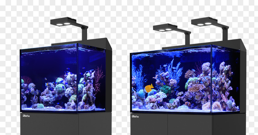 Sea Reef Red Aquarium S.E.A. PNG