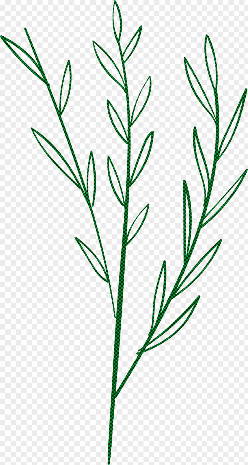 Simple Leaf Drawing Outline PNG