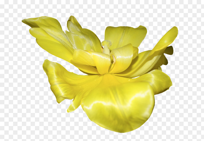 Spring Yellow Canola Flower Petal Cut Flowers Herbaceous Plant PNG