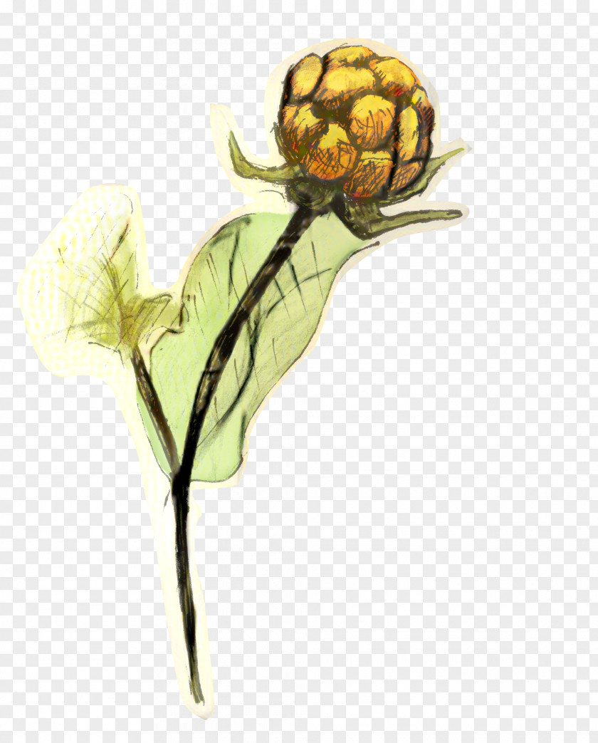 Wildflower Artichoke Background Flower PNG