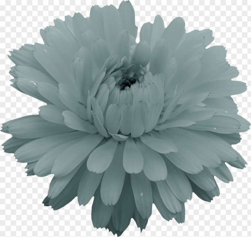 Cosmos Flower Monochrome Photography PNG