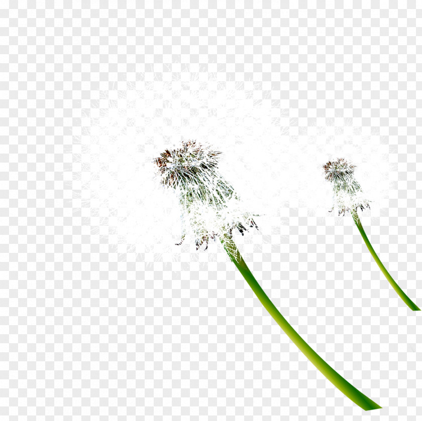 Dandelion Plants Download Plant PNG