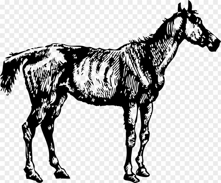 Fine Horse Clip Art PNG