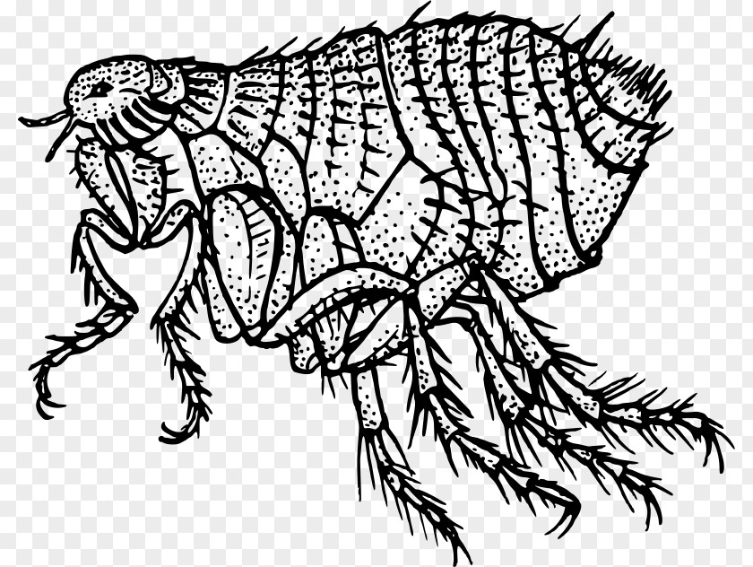Fleas The Flea Insect Louse Dog PNG
