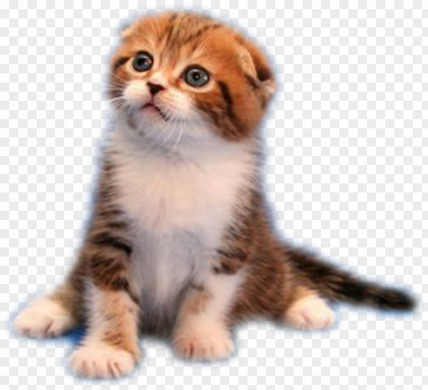 Kitten Whiskers Malayan Cat American Wirehair Domestic Short-haired PNG