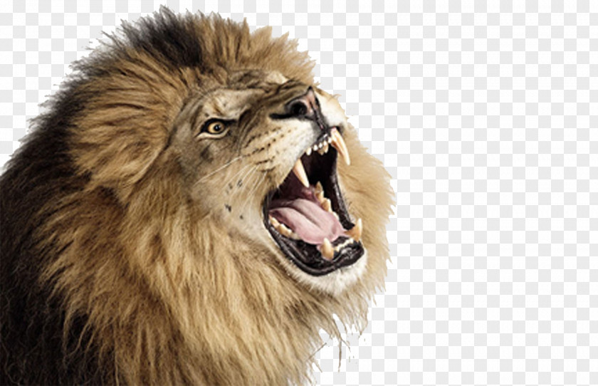 Lion Roar PNG