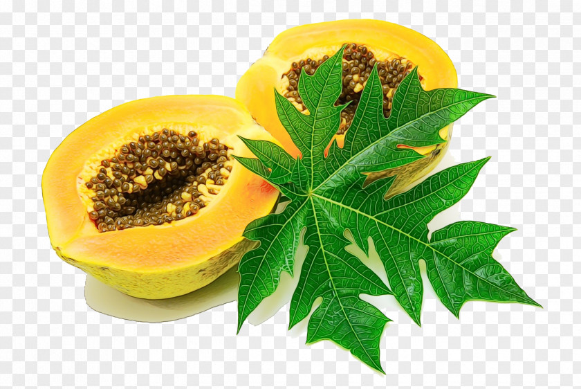 Sunflower Tree Papaya Leaf PNG