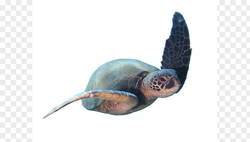 Loggerhead Sea Turtle Scuba Diving Learning Personal Development Set PNG