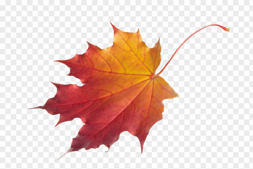 Maple Leaf Autumn Color Clip Art PNG