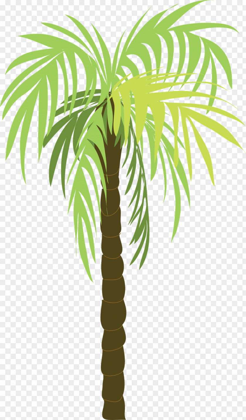 Surfing Coconut Arecaceae PNG