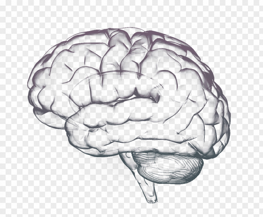 Thought Human Brain Cognition Science PNG