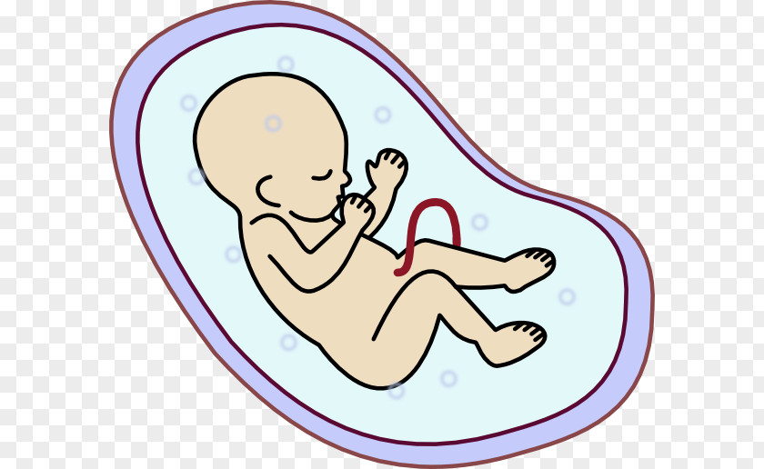 Biology Pictures Embryo Fetus Uterus Clip Art PNG