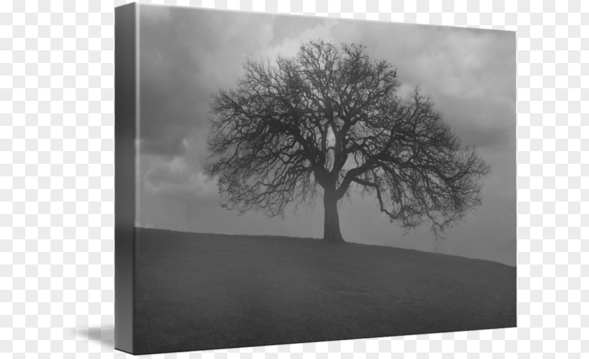 Black Fog Monochrome Photography Still Life PNG