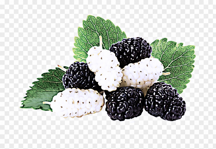 Blackberry Berry Rubus Fruit West Indian Raspberry PNG