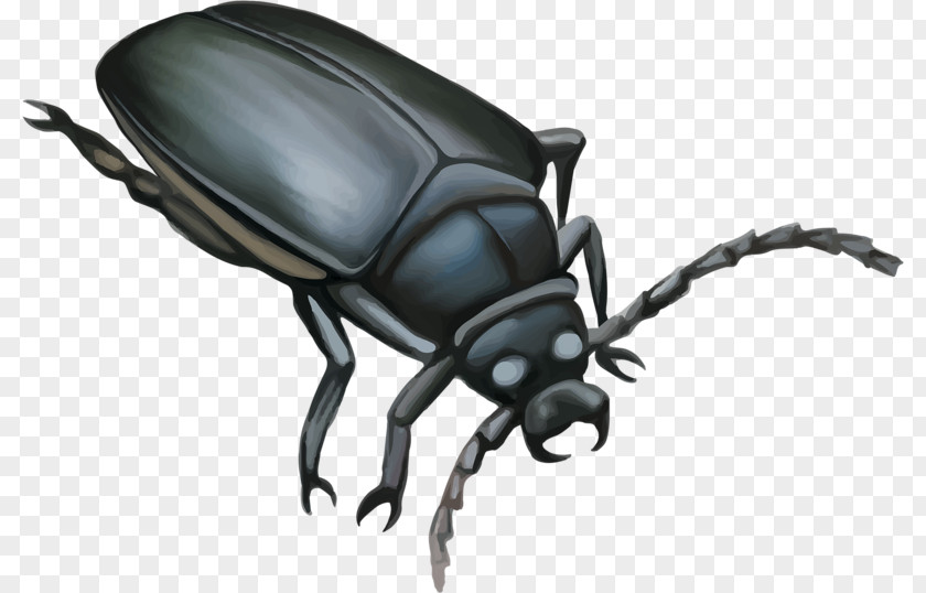 Cartoon Insect Darkling Beetle Mosquito Dung Illustration PNG