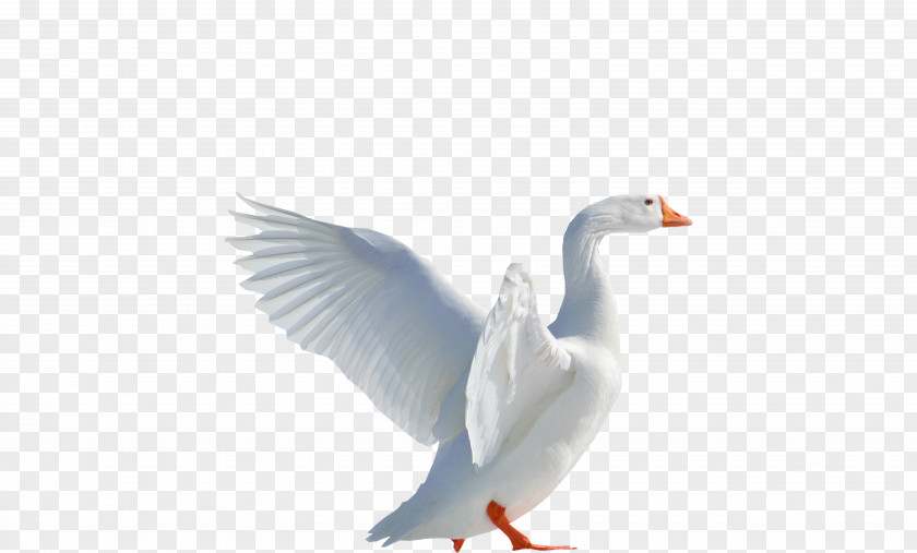 Goose Duck Cygnini Image PNG
