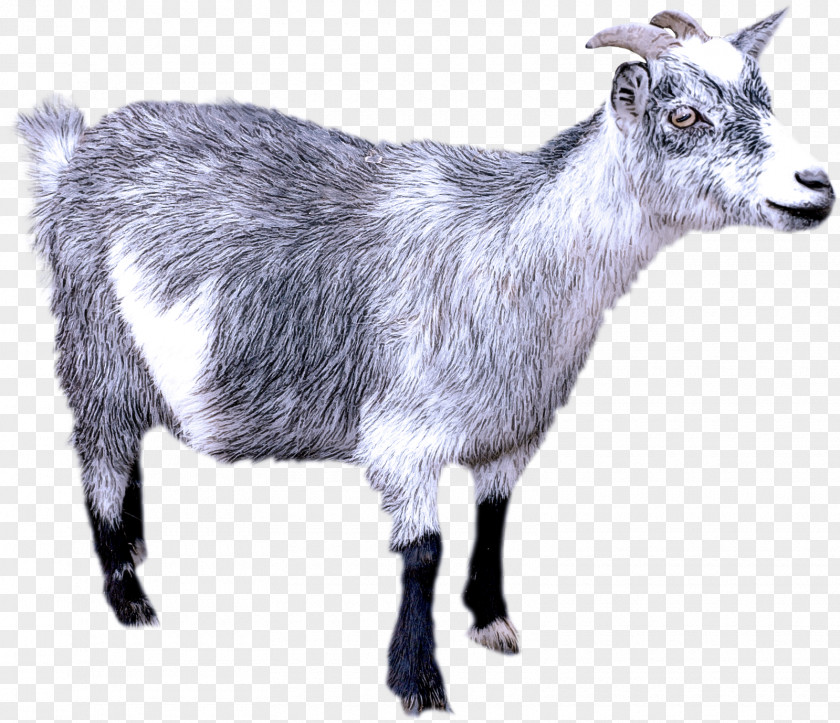 Alpine Goat Jamnapari Saanen Toggenburg Feral PNG