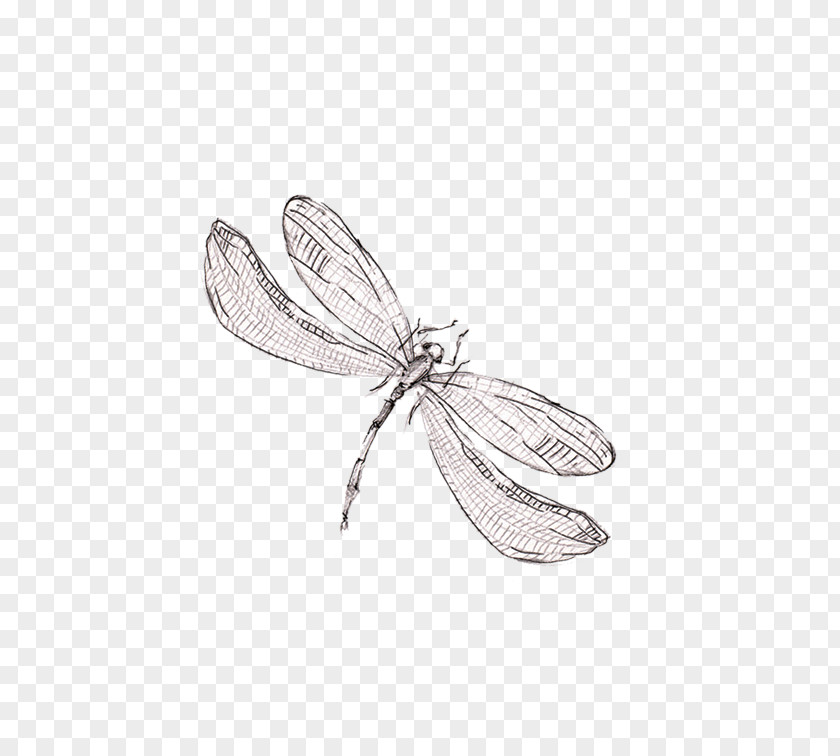 Sen Department Of Fresh And Beautiful Hand-painted Dragonfly Graphic Design PNG