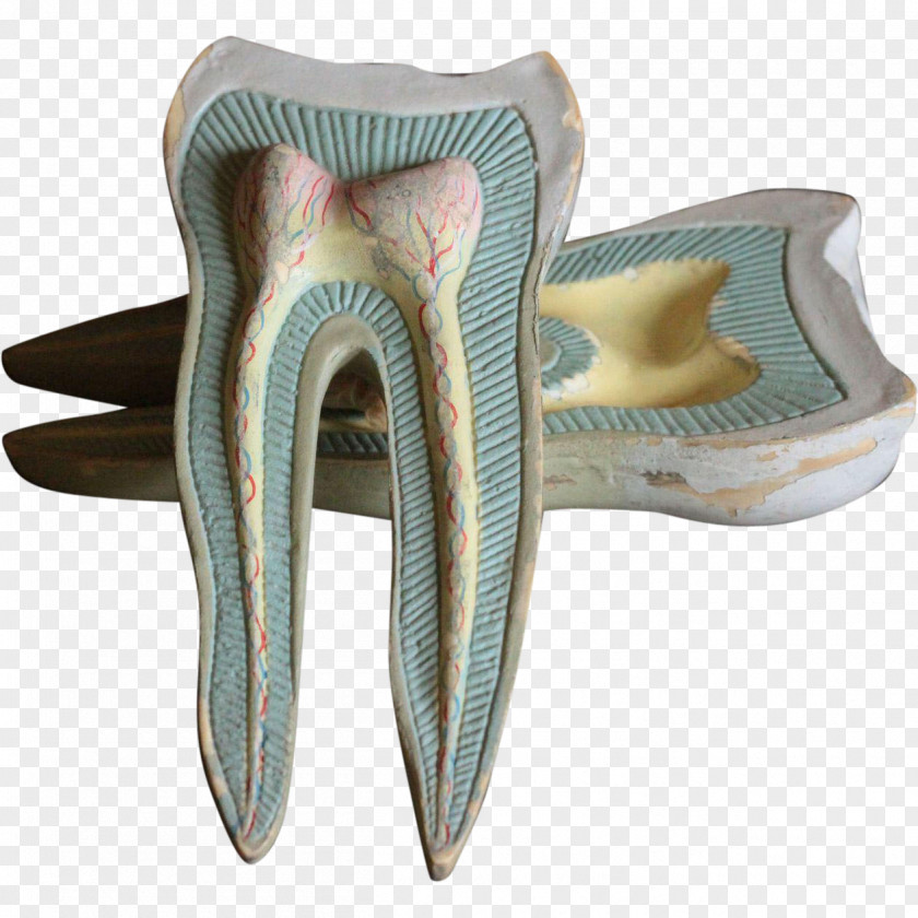 Teeth Model Dentistry Human Tooth Jaw PNG