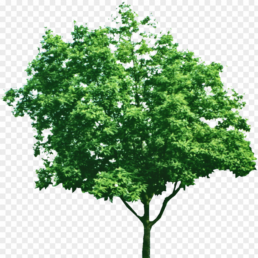 Trees Creative Element Floral Patterns Tree Green Branch PNG