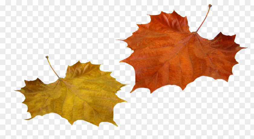 Autumn Leaves Leaf PNG