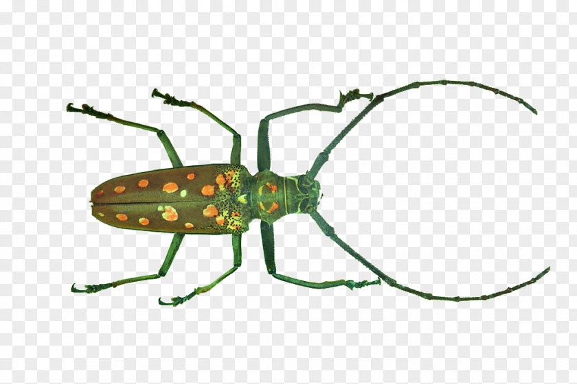 Beetles Longhorn Beetle Weevil Clip Art PNG
