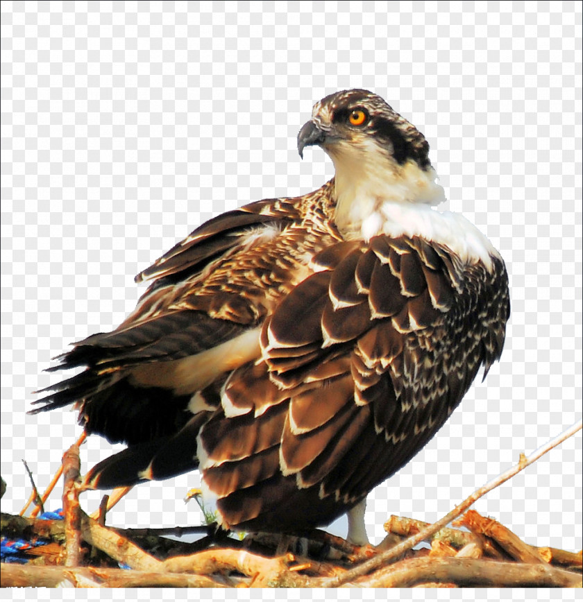 Eagle Bird Hawk Computer File PNG
