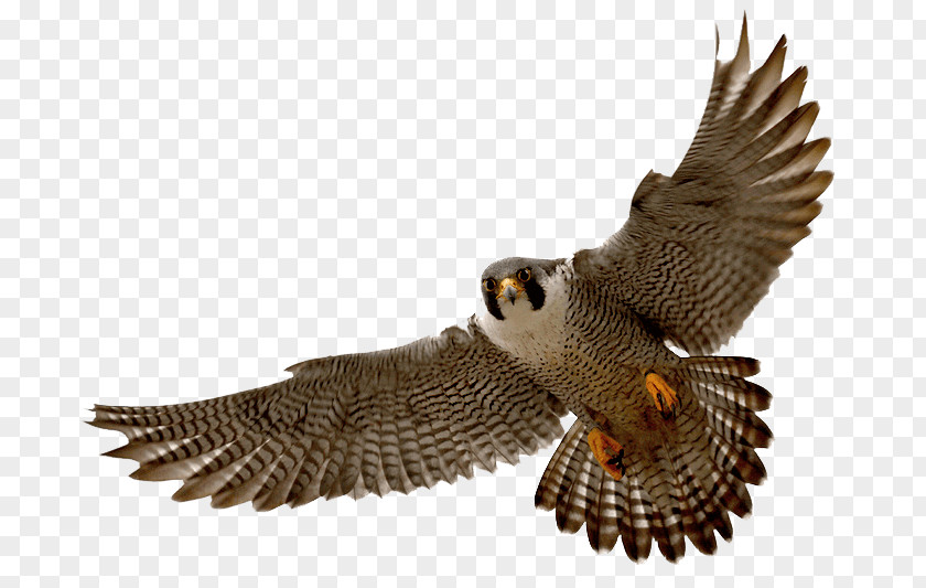 Falcon Peregrine Clip Art Image PNG