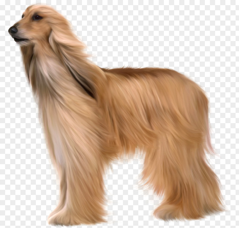 Afghan Hound Samoyed Dog Kuchi Azawakh Dogue De Bordeaux PNG