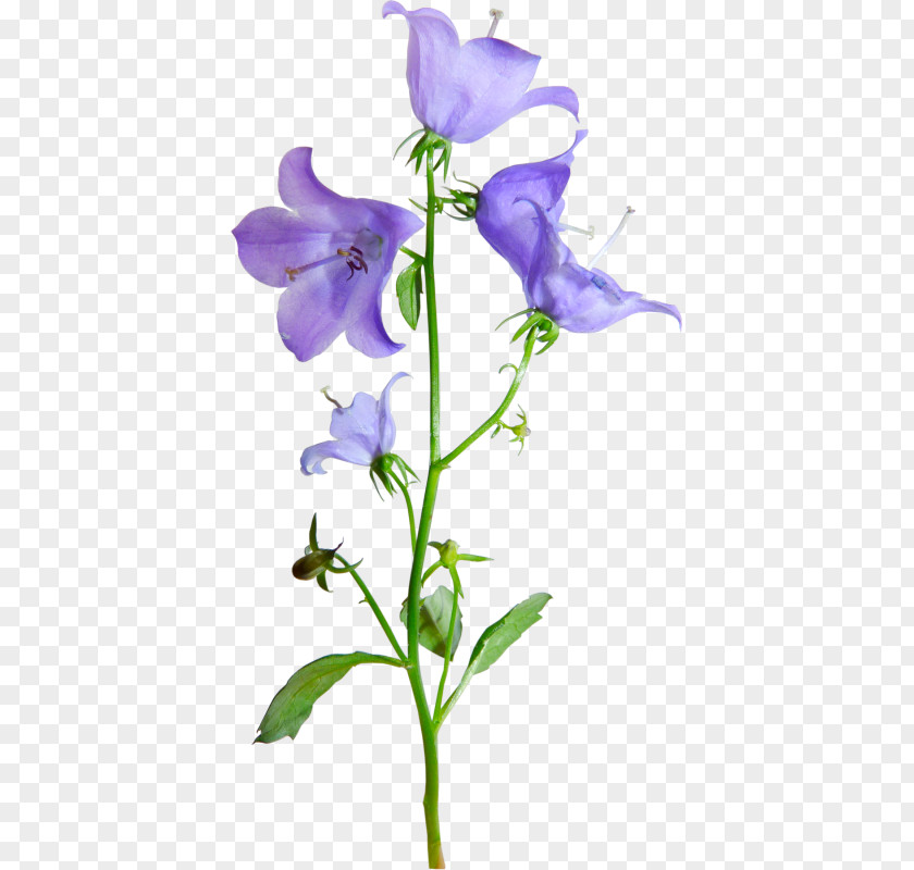 Bellflower Harebell Flower LiveInternet Clip Art PNG