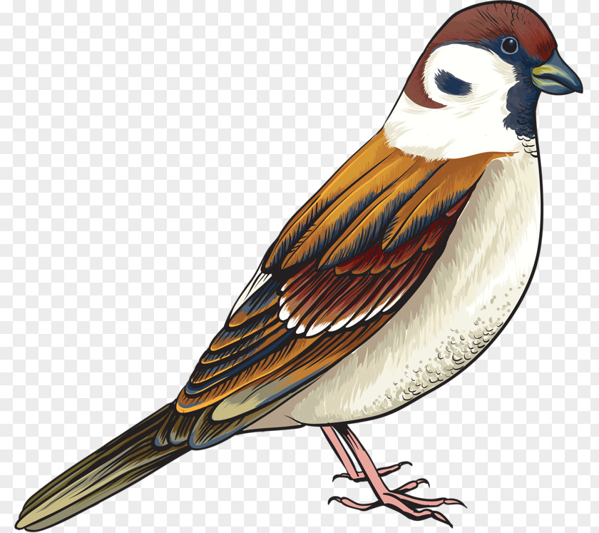 Cute Sparrow House Bird Sticker Decal PNG