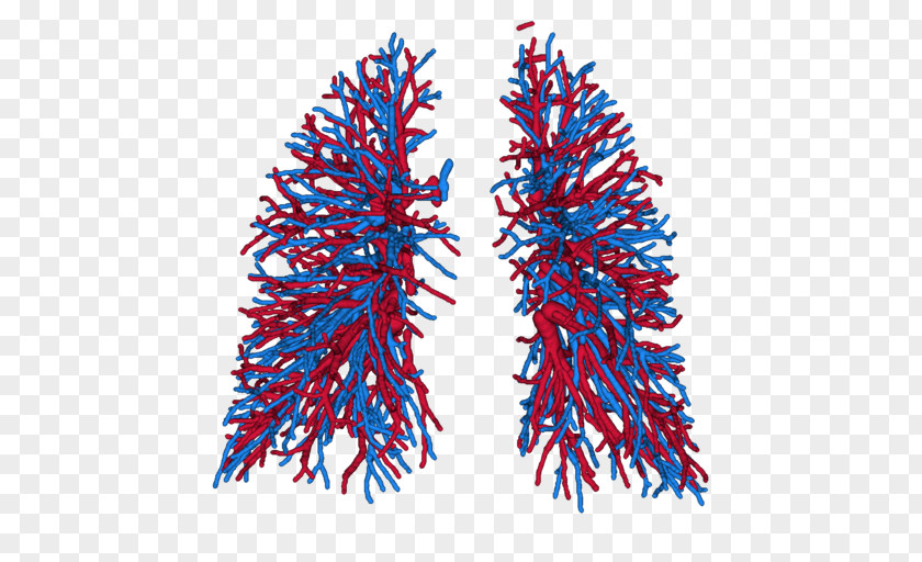 Lung Pulmonary Artery Vein Blood Vessel PNG