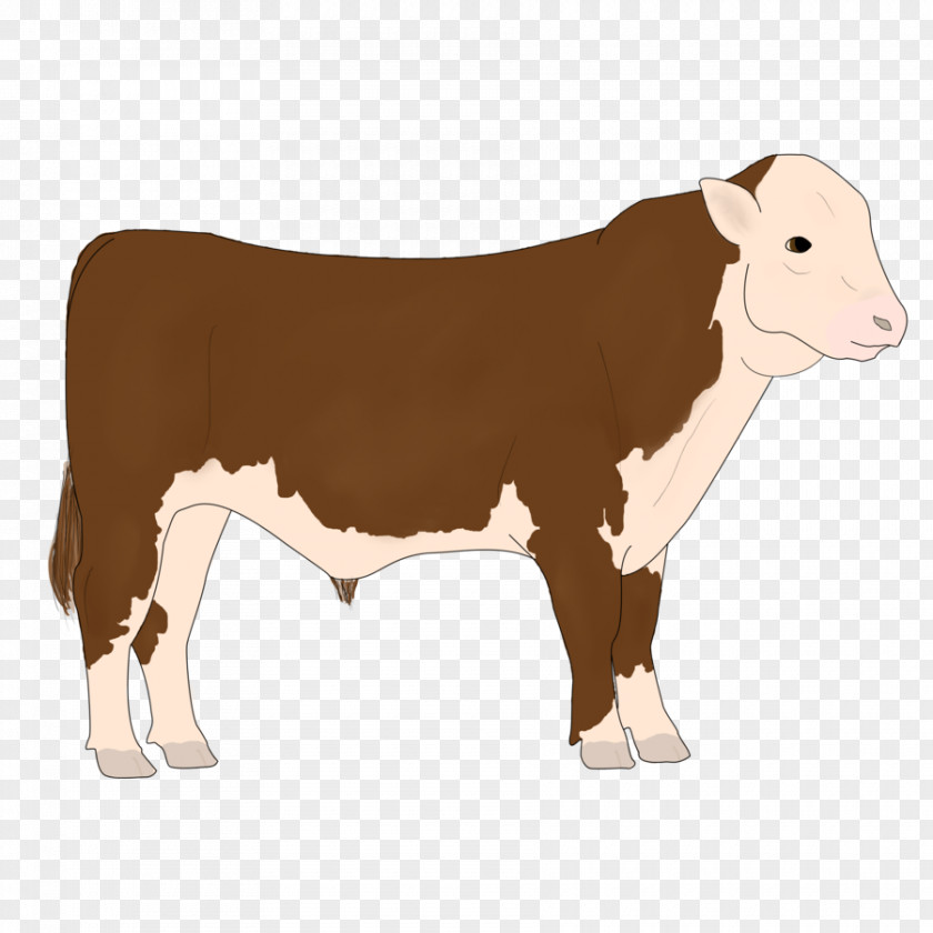 Thicket/ Dairy Cattle Calf Ox Bull PNG