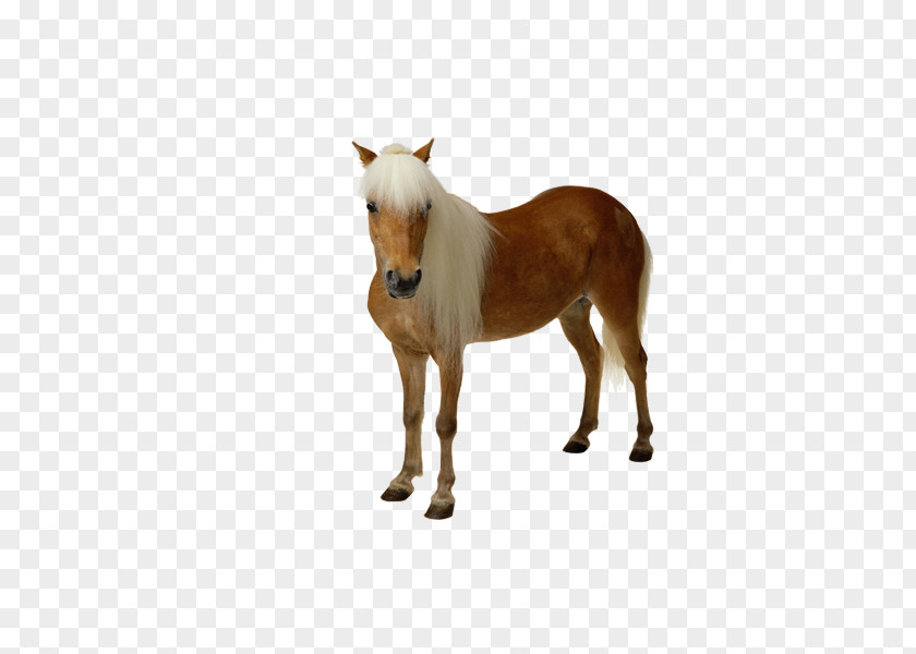 Affenpinscher Dog Horse Image Clip Art Pony PNG