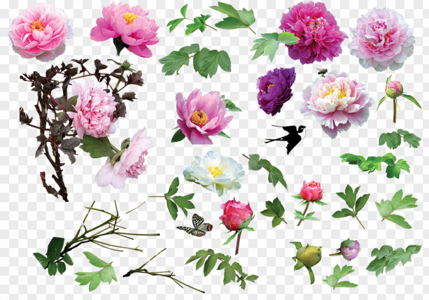Flower Centifolia Roses Clip Art PNG