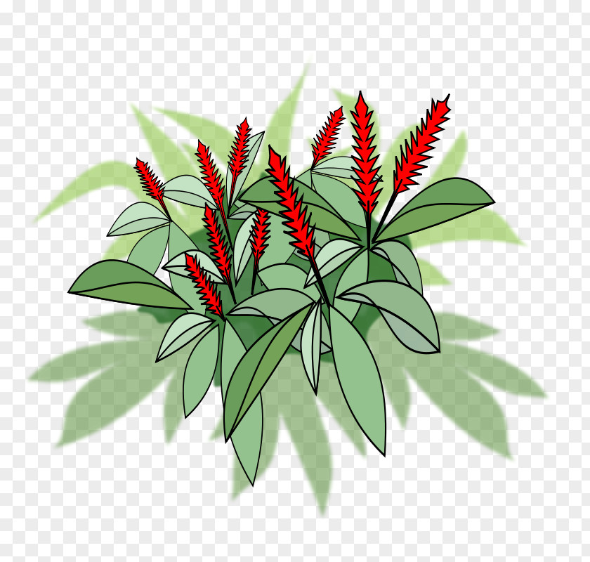 Leaf Red Ginger Plant PNG