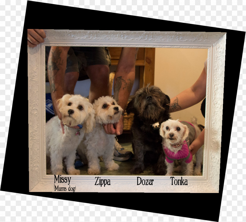 Middle Age Woman Dog Breed Puppy Love Picture Frames PNG