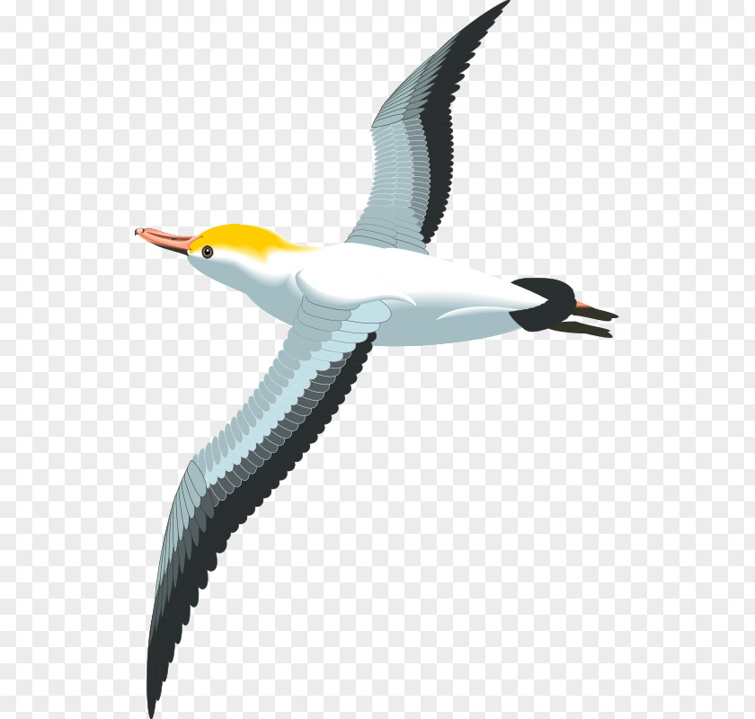 Seagulls Flying Gulls Bird Clip Art PNG